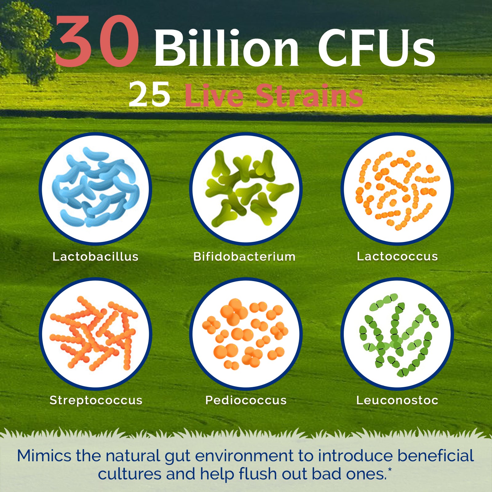 Daily Probiotics 30 Billion