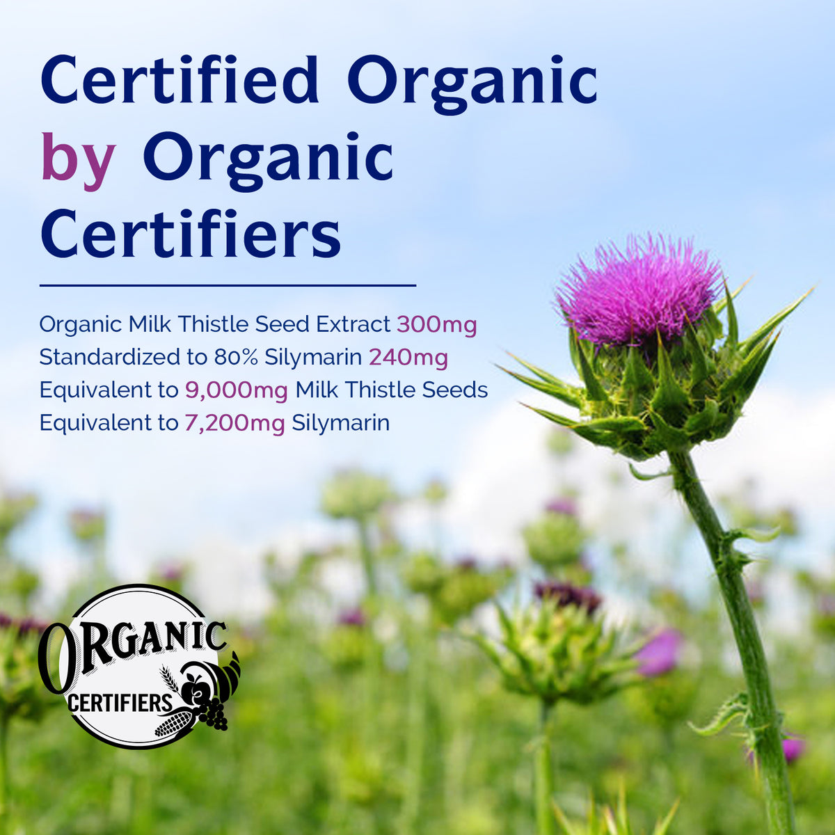 Liver Cleanse Supplement Organic Milk Thistle Seed Fine Powder - Supports  Liver, Silybum Marianum