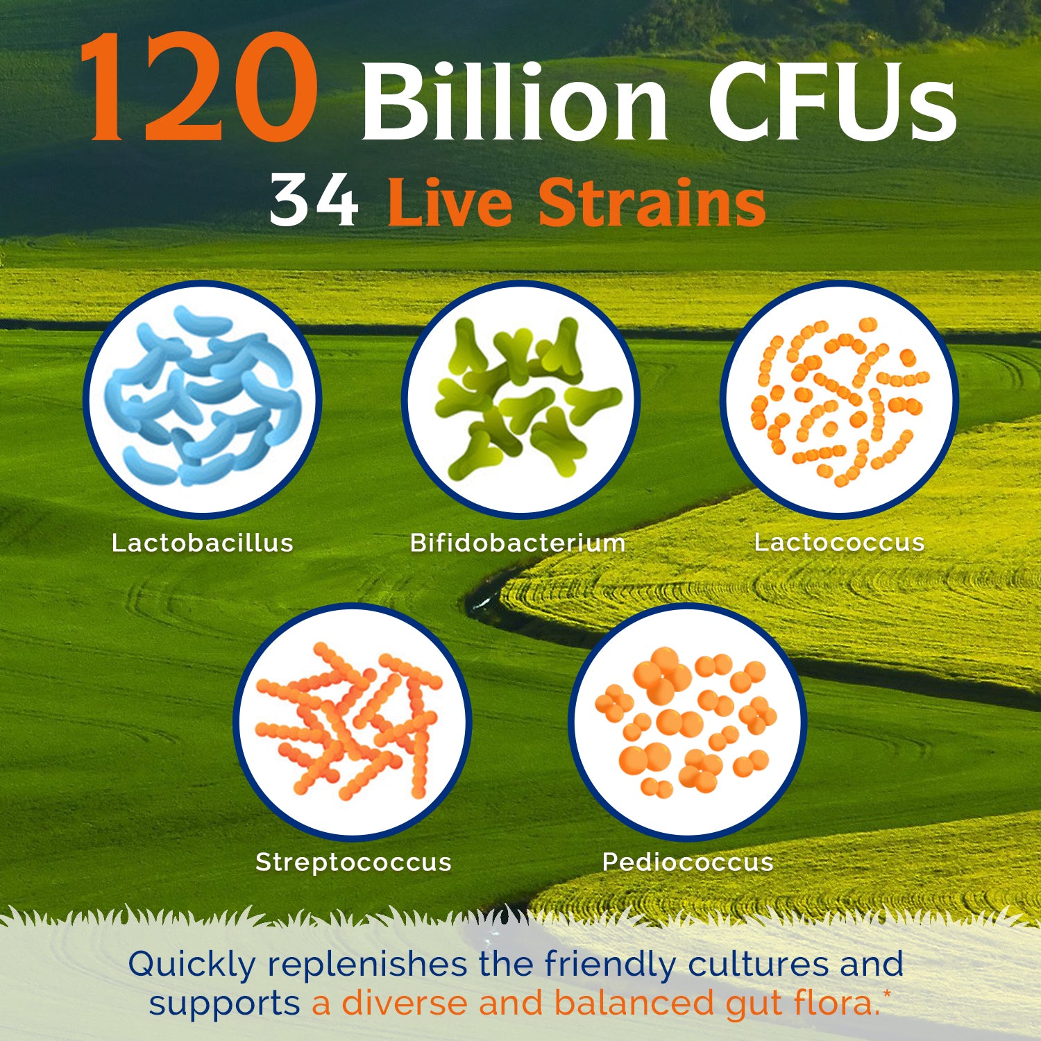 3-In-1 Probiotics