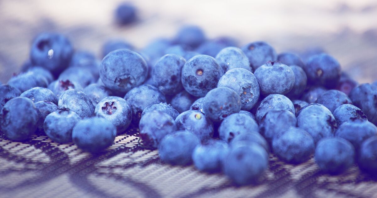 The Xenohormesis Principle: How Eating "Stressed" Plants Secretly Activates Your Internal Survival Genes